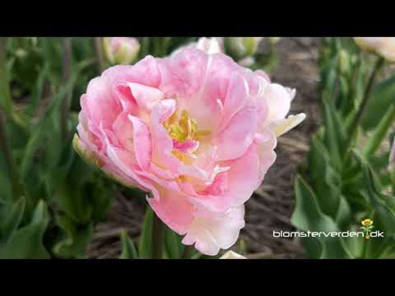 Tulppaani 'Angelique'